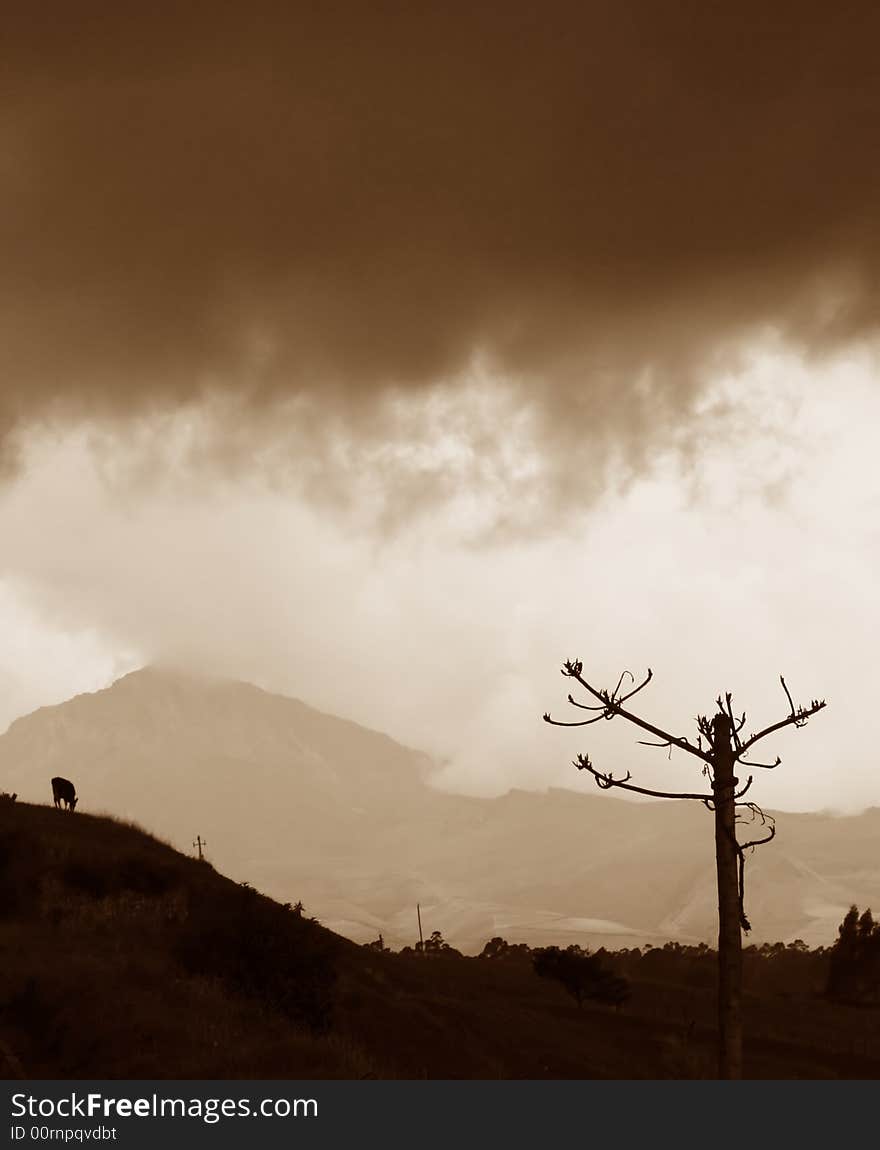 A lone goat grazing under stormy clouds high in the central mountains of Ecuador. A lone goat grazing under stormy clouds high in the central mountains of Ecuador