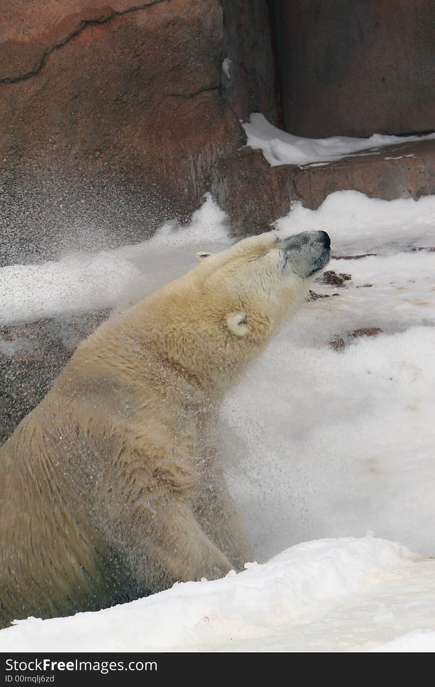 Polar Bear in the snow