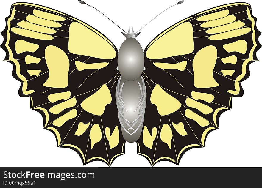 Color illustration of yellow-black butterfly. Color illustration of yellow-black butterfly