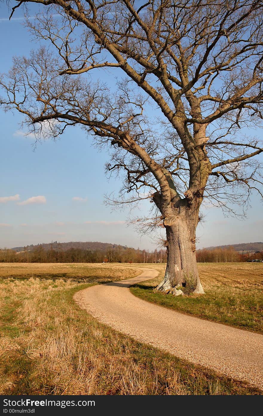 Lonely Oak Tree on an English Rural Landscape