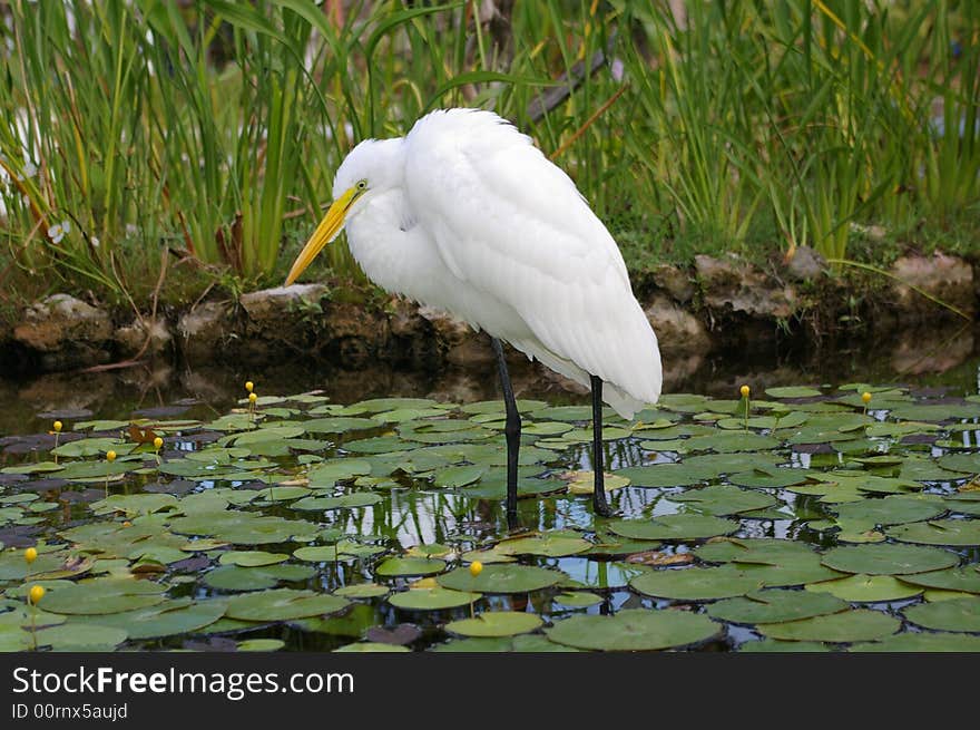 Image of long-legged tropical white wading stork-like bird. Image of long-legged tropical white wading stork-like bird