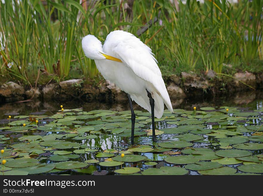 White Wading Bird 2