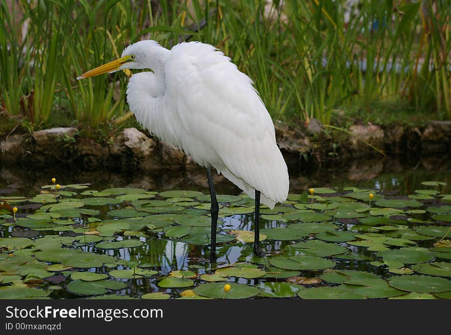 White Wading Bird 3