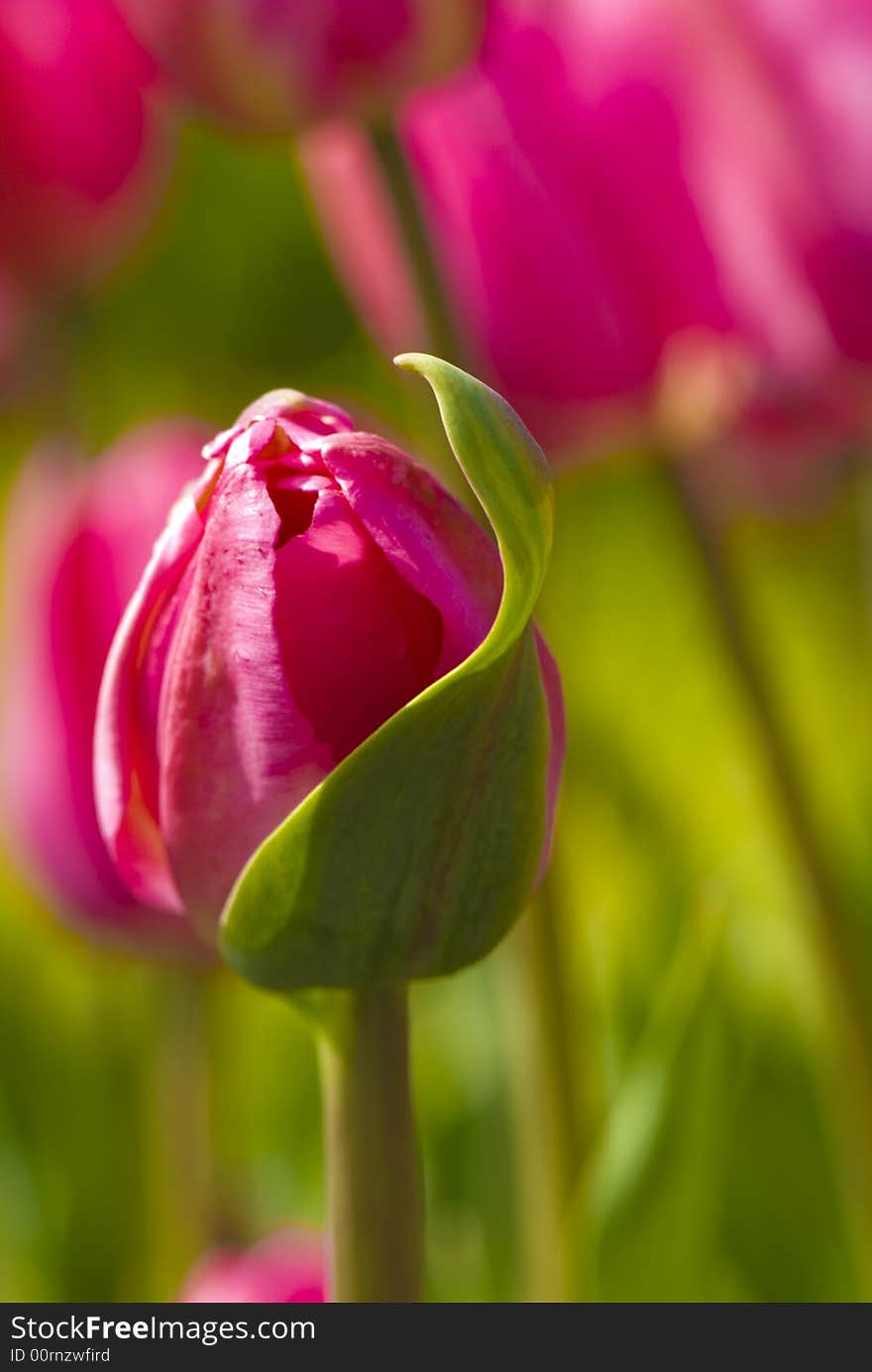 Pink Tulip Bud