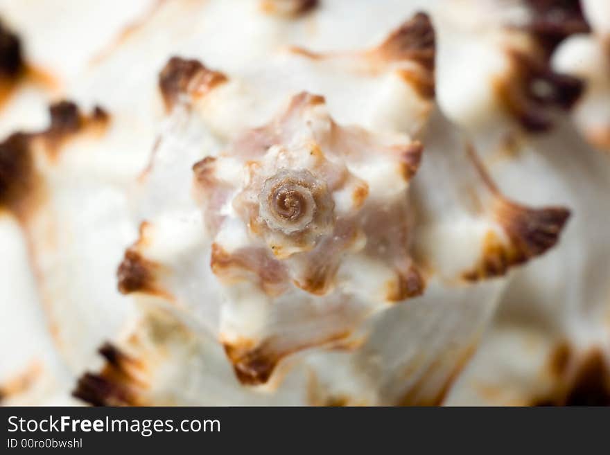 Macro Of Sea Shell.