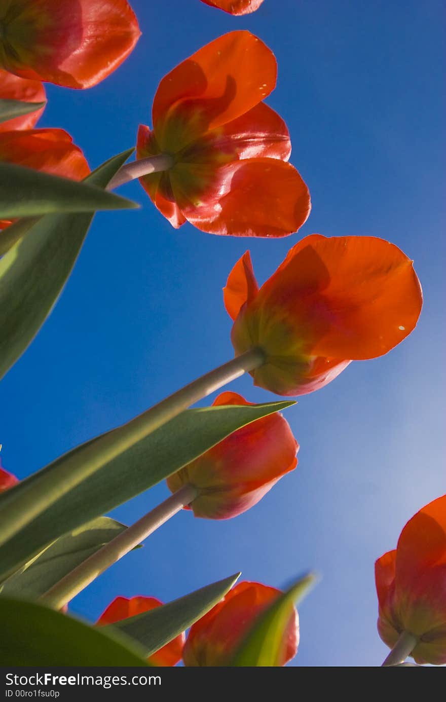 Orange Tulips Against the Blue Sky