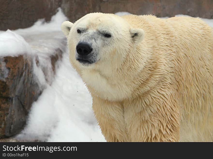 Polar Bear In The Snow