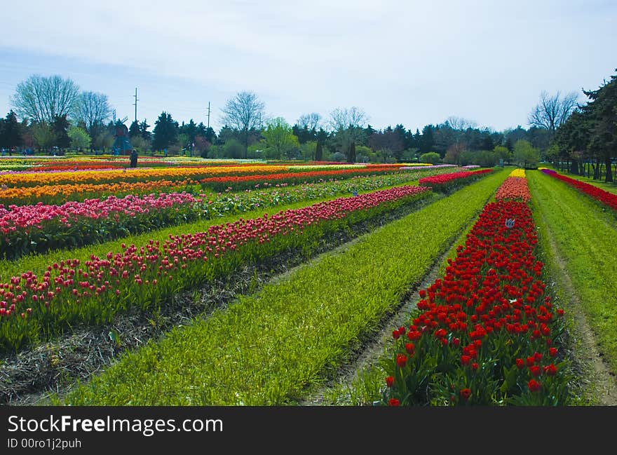 Multicolored Rows of Flowers