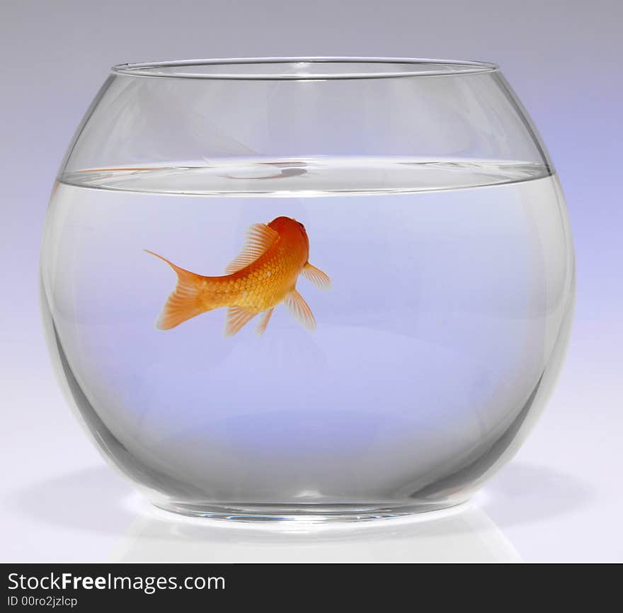 Red Fish In An Aquarium On A White Background