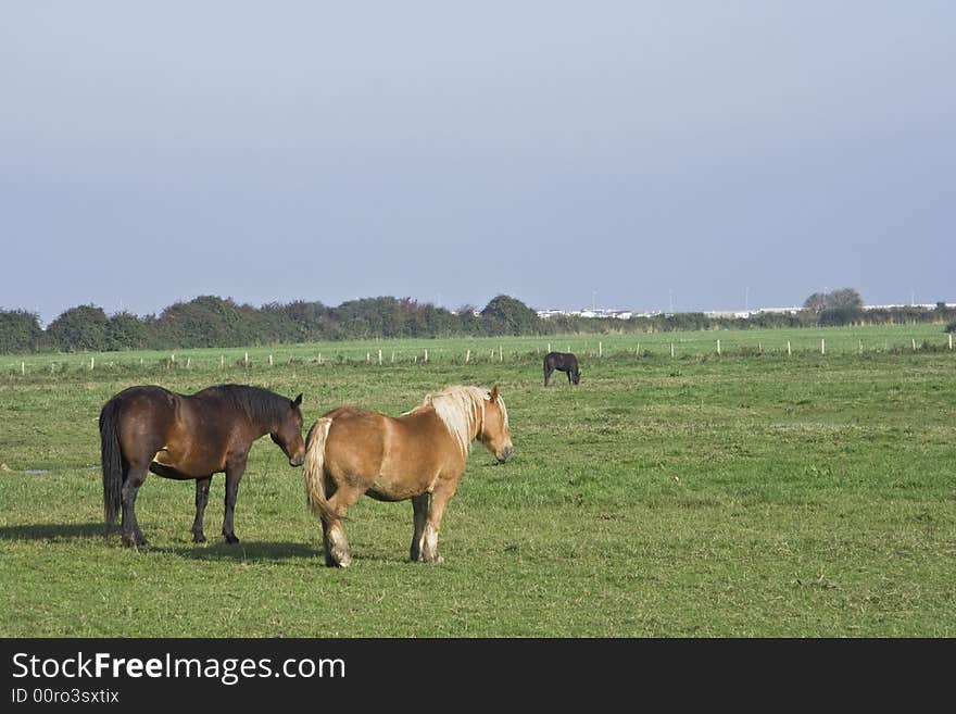 Horses On Normandy Farm