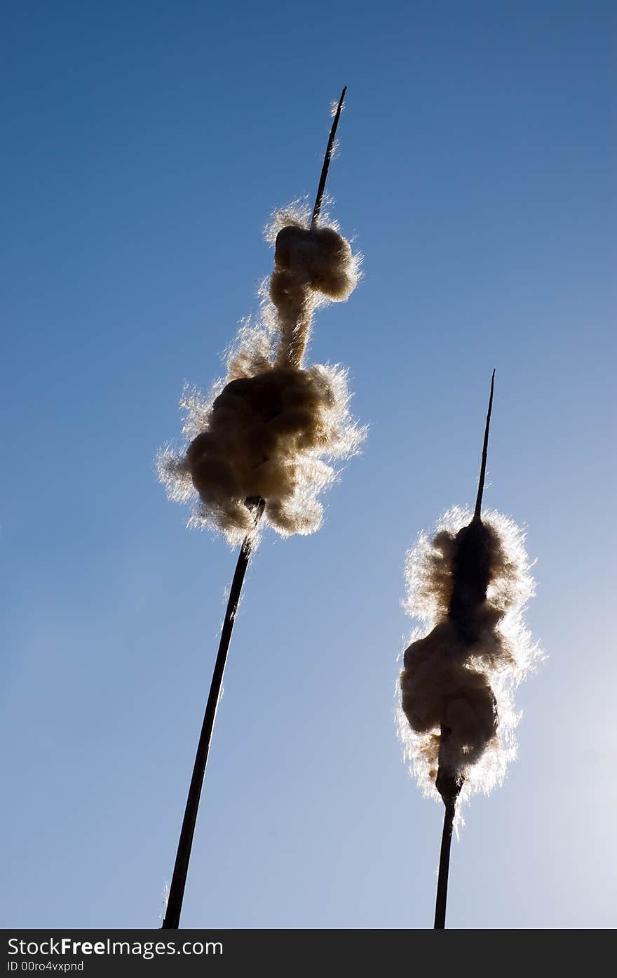 Bulrushes shedding their seeds silhouetted, against a blue sky