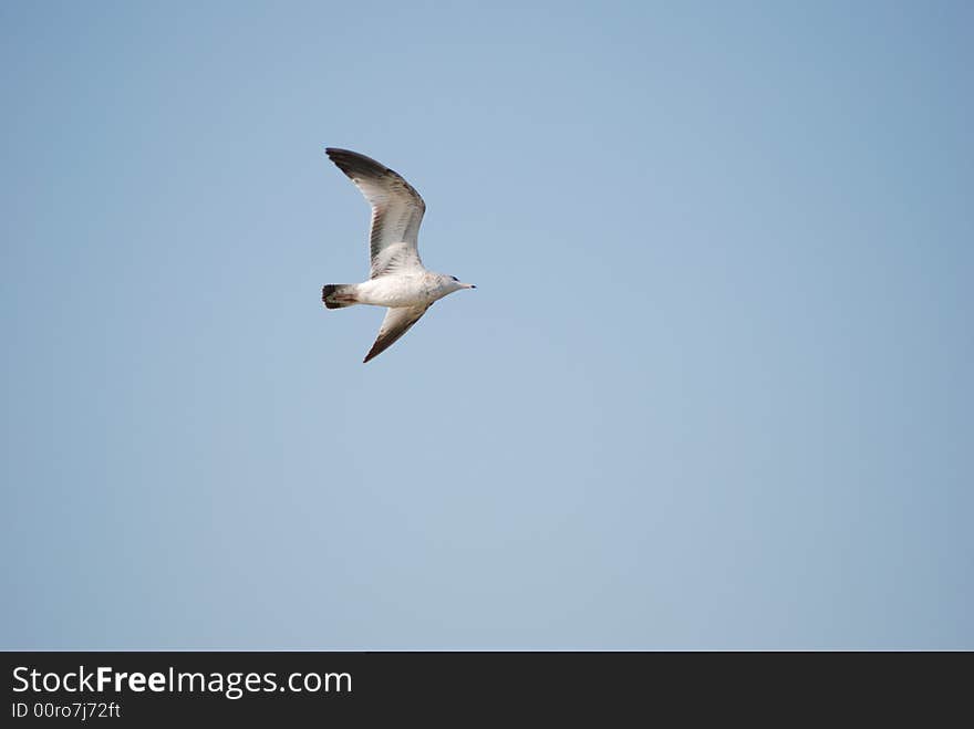 Seagull bird in the sky. Seagull bird in the sky