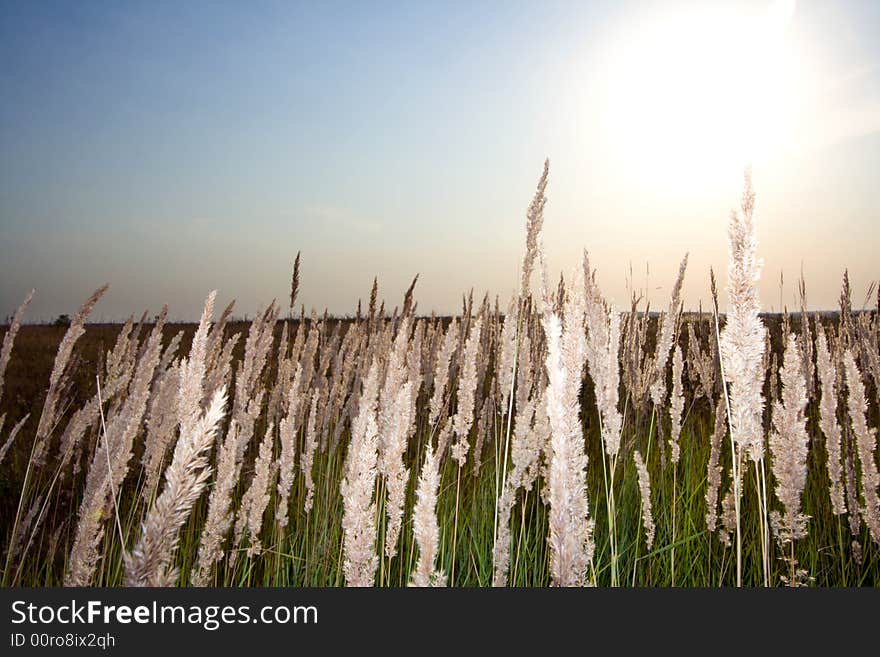 Calamagrostis arundinacea or reed grass at sunset. Calamagrostis arundinacea or reed grass at sunset