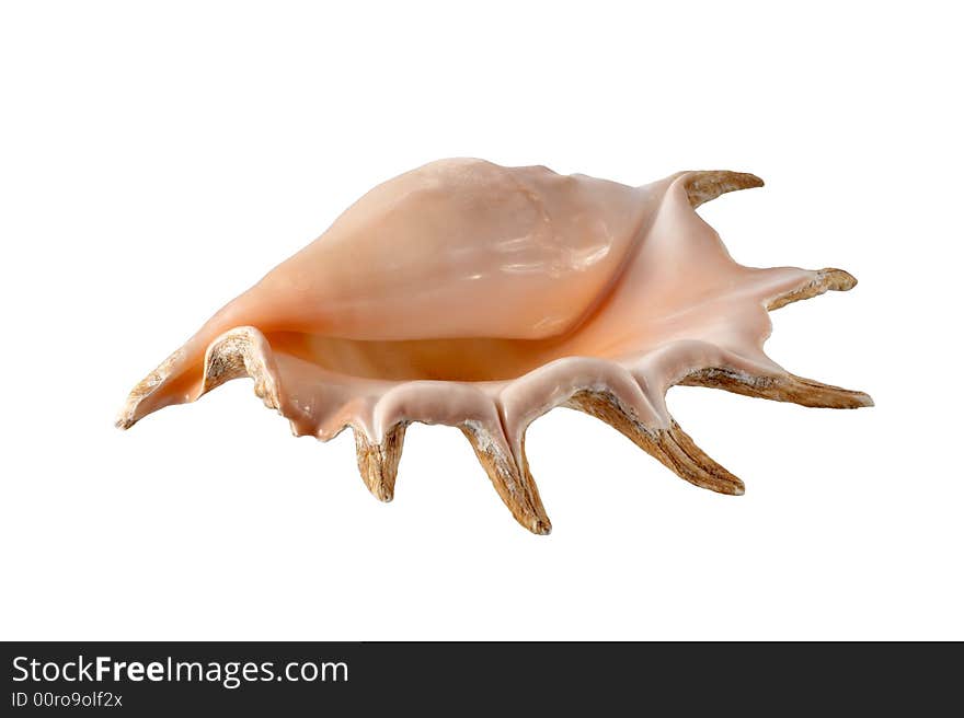 Cockleshell on a white background