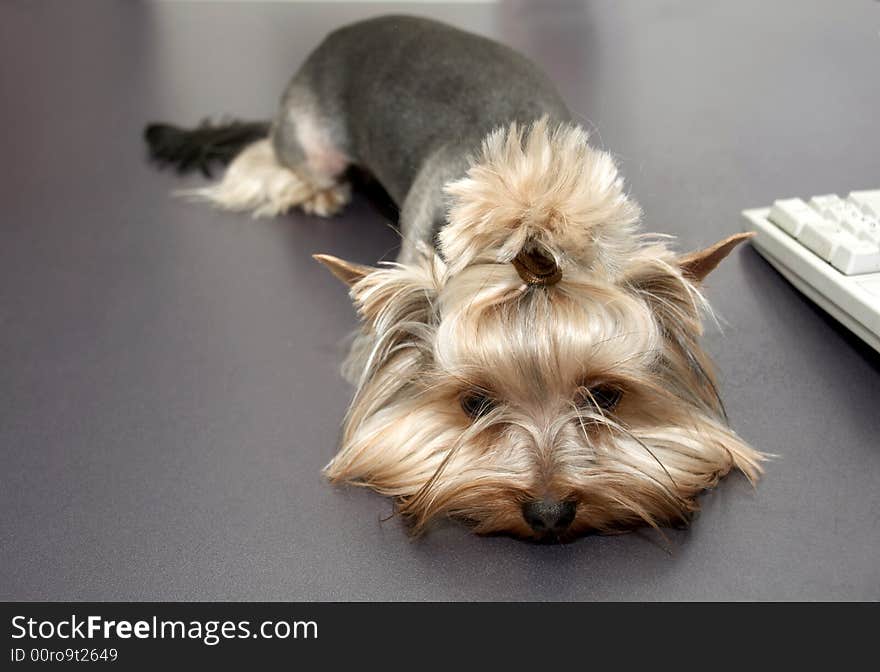 The yorkshire terrier lays on a table near the keyboard