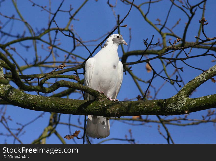 Dove in tree with azure or blue background sky. Dove in tree with azure or blue background sky.