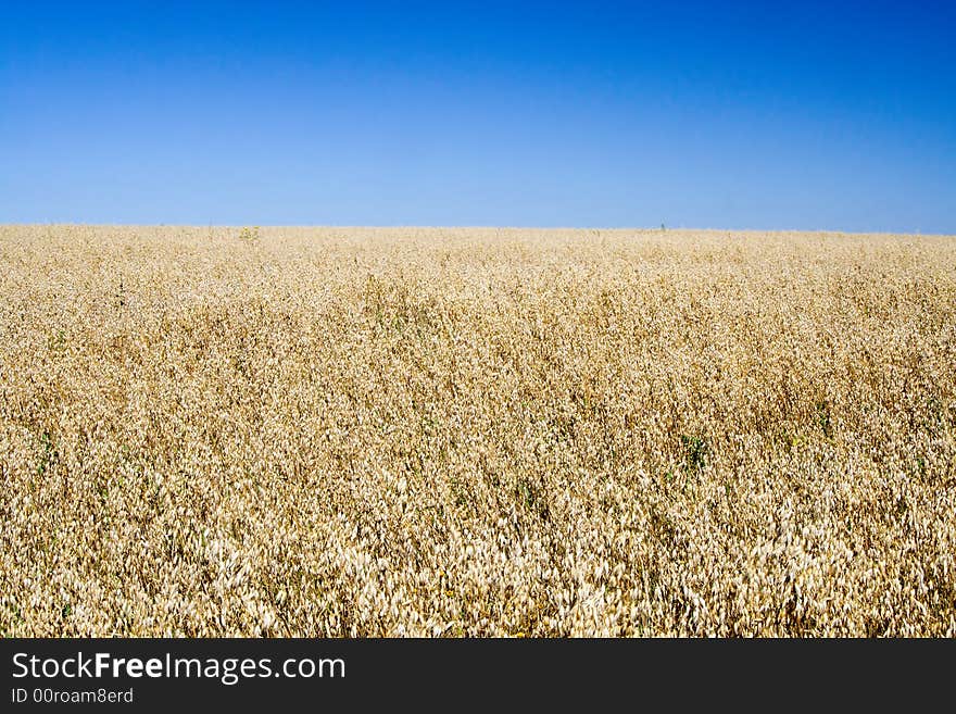 Field of rye