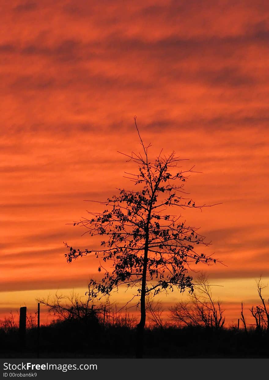 Silhouette tree in black with an burning orange red sky in the background beautiful winter sunset. Silhouette tree in black with an burning orange red sky in the background beautiful winter sunset