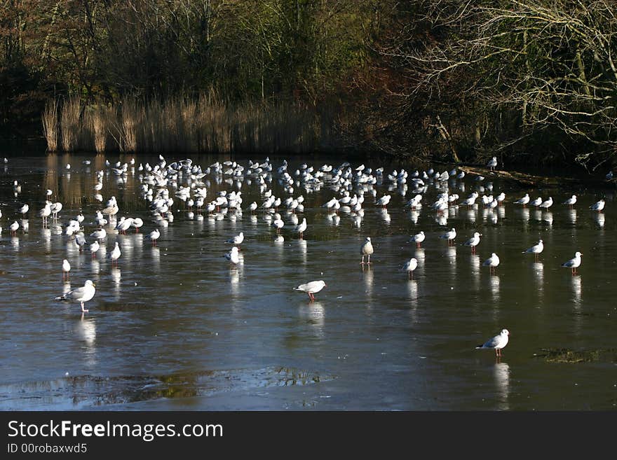 Gulls on frozen lake in deep Winter. Gulls on frozen lake in deep Winter.