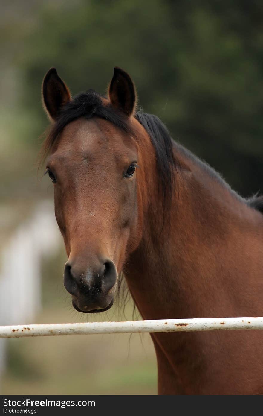 Arabian Gelding