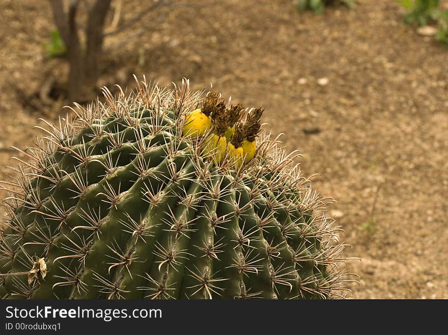 Barrel Cactus