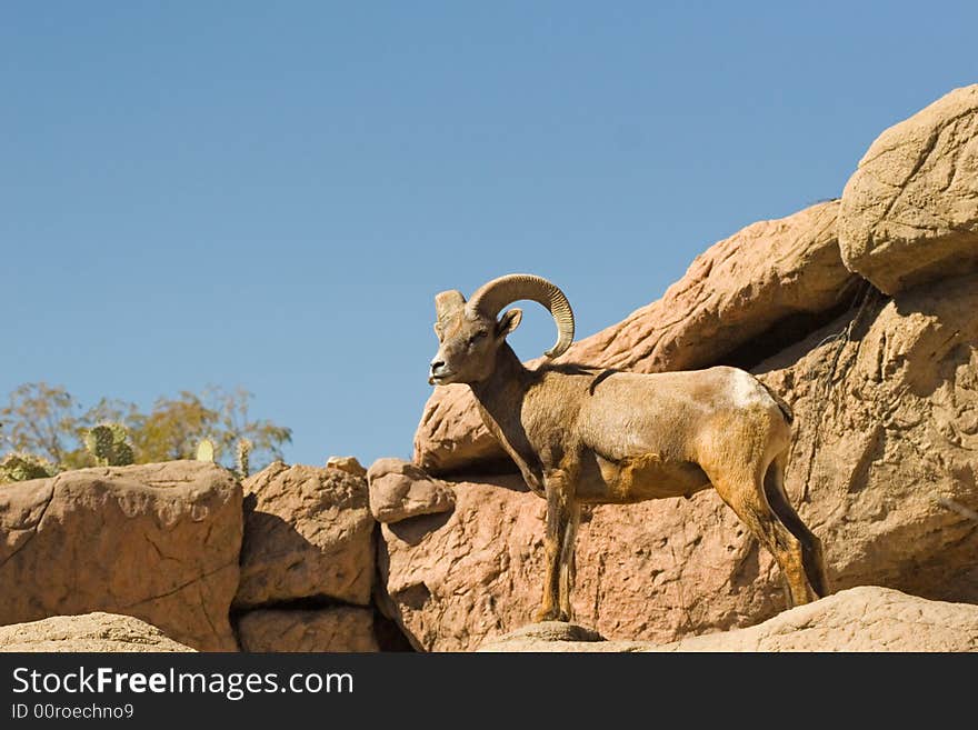 Big Horn Sheep