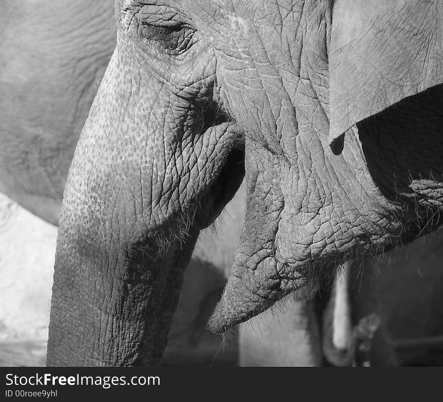 African elephant smiling and looking all peaceful. African elephant smiling and looking all peaceful