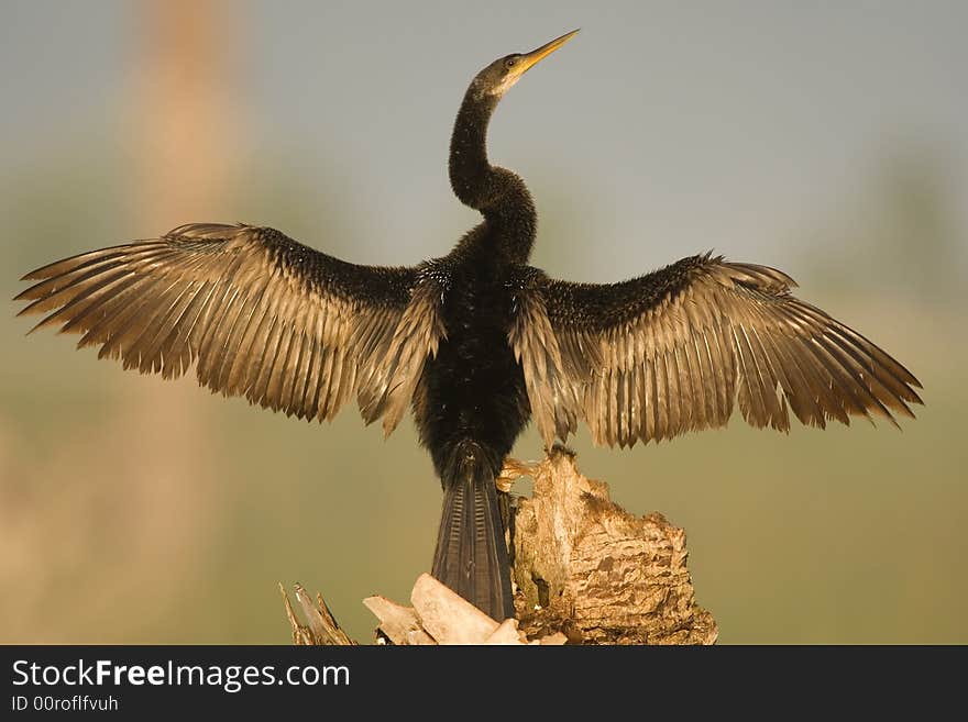 Anhinga Drying His Wings