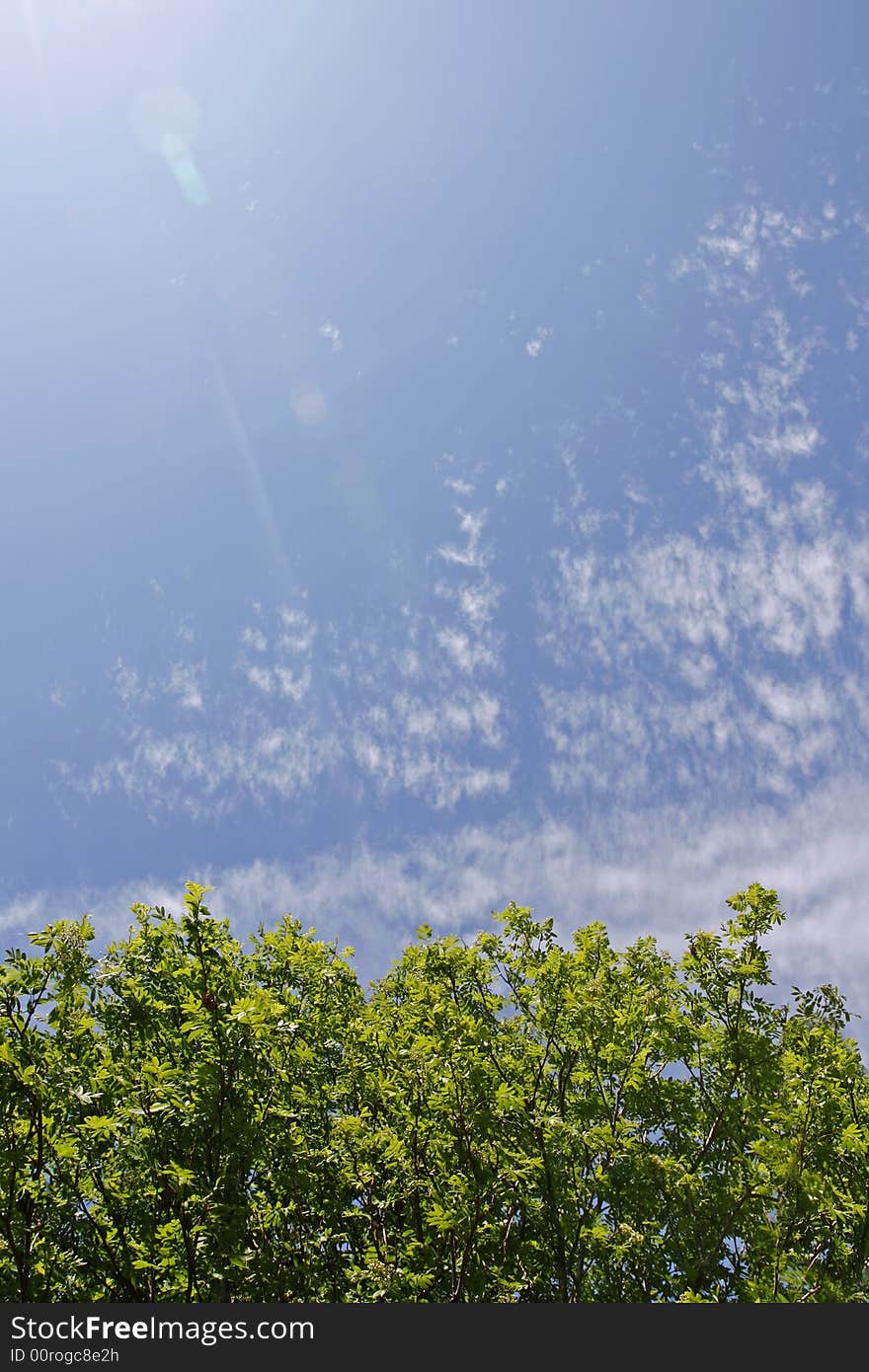 Beautiful summer day with sunlit tree foliage and lens flare