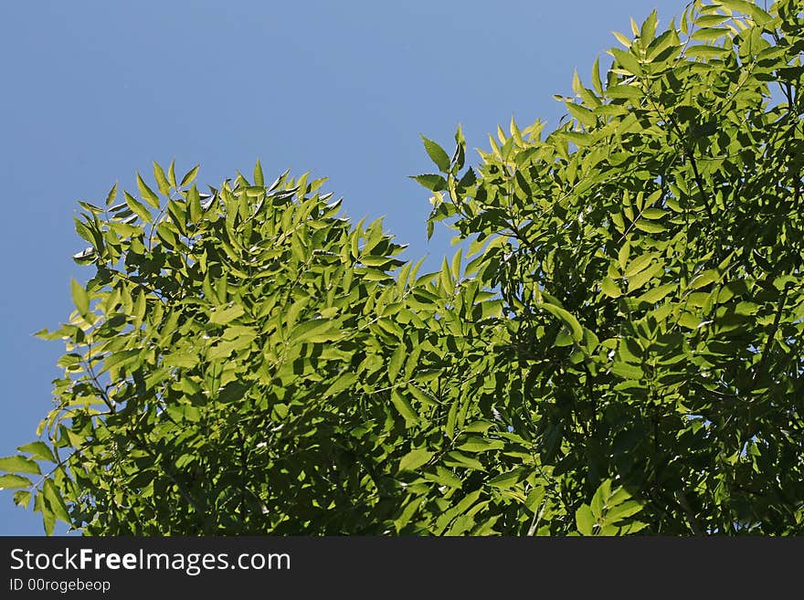 Summer foliage