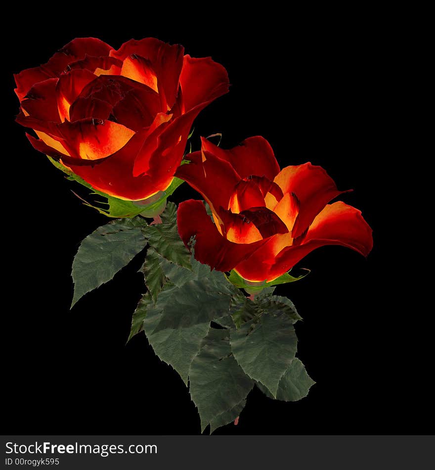 Illustration 3D- Rose on black background.