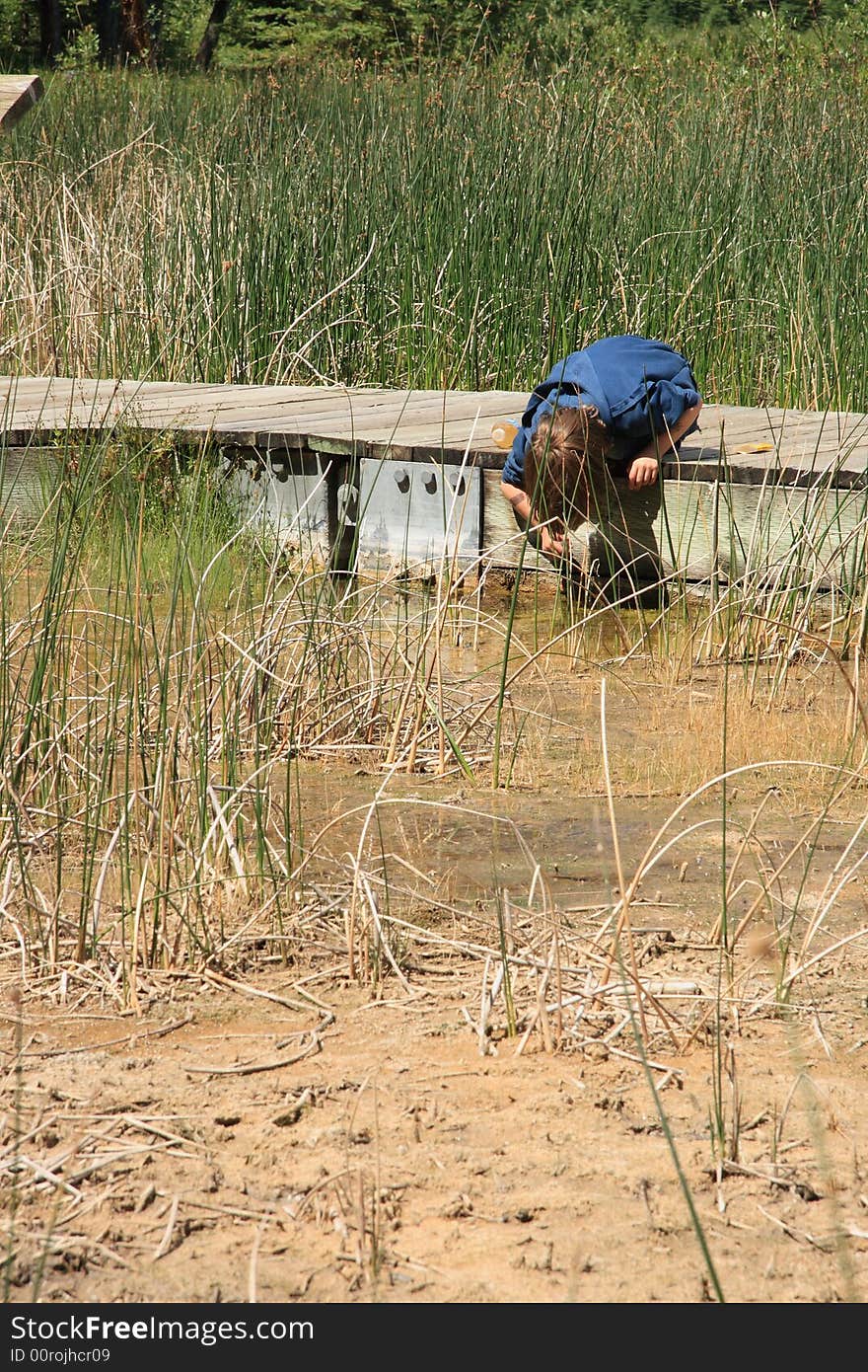 A young boy concentrating on catching minnows on a lazy summer day. A young boy concentrating on catching minnows on a lazy summer day