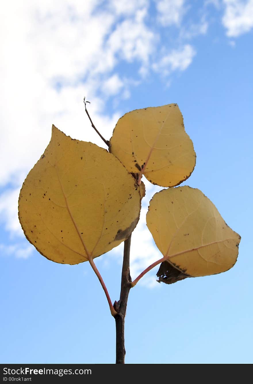 Autumn Leaves