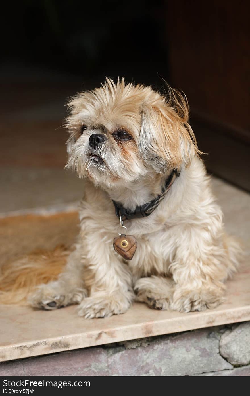 Little shaggy dog sitting in a door frame #2