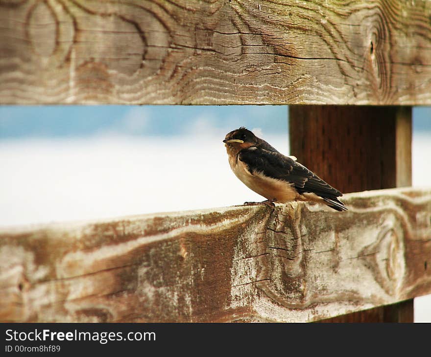 Fledgling bird perches on wooden railing. Fledgling bird perches on wooden railing