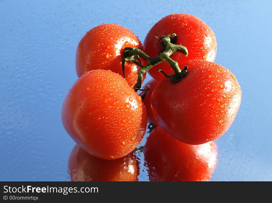 Fresh tomato's branch with waterdrops on background with blue sky. Fresh tomato's branch with waterdrops on background with blue sky