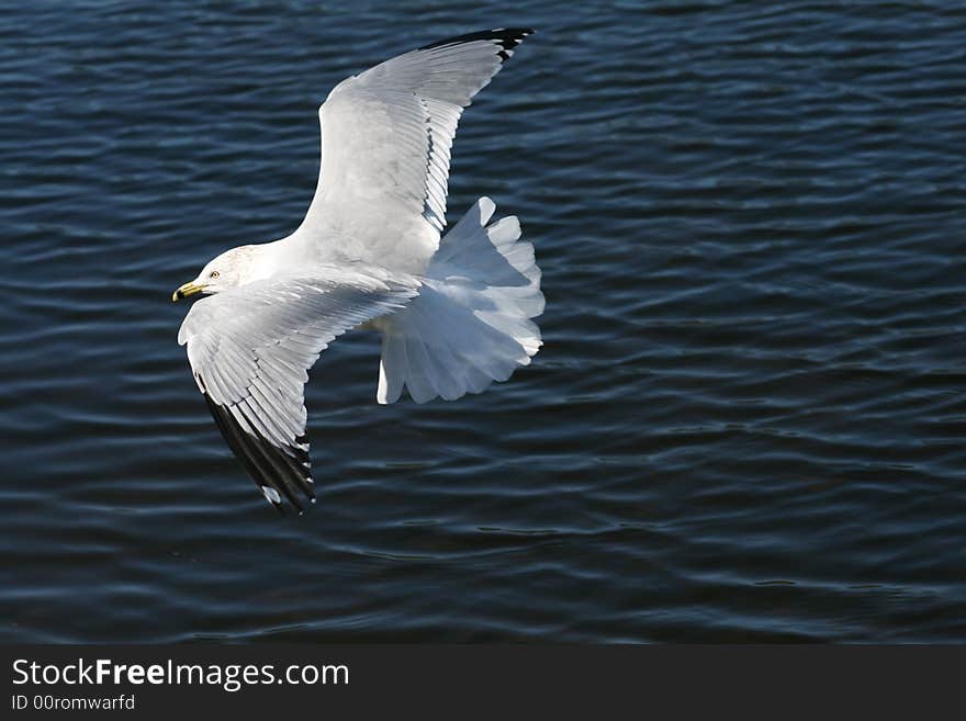 A seagull flying low over a lake