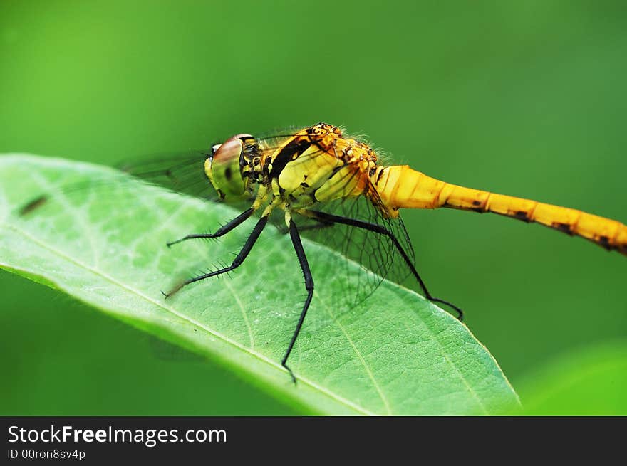 Close-up of dragonfly resting on a leaf