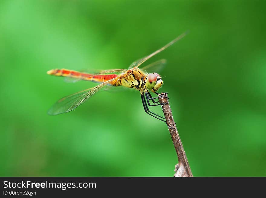 A red tail dragonfly resting on a branch,on green background