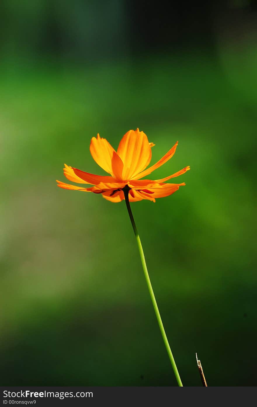 A orange backlighting flower in green background. A orange backlighting flower in green background