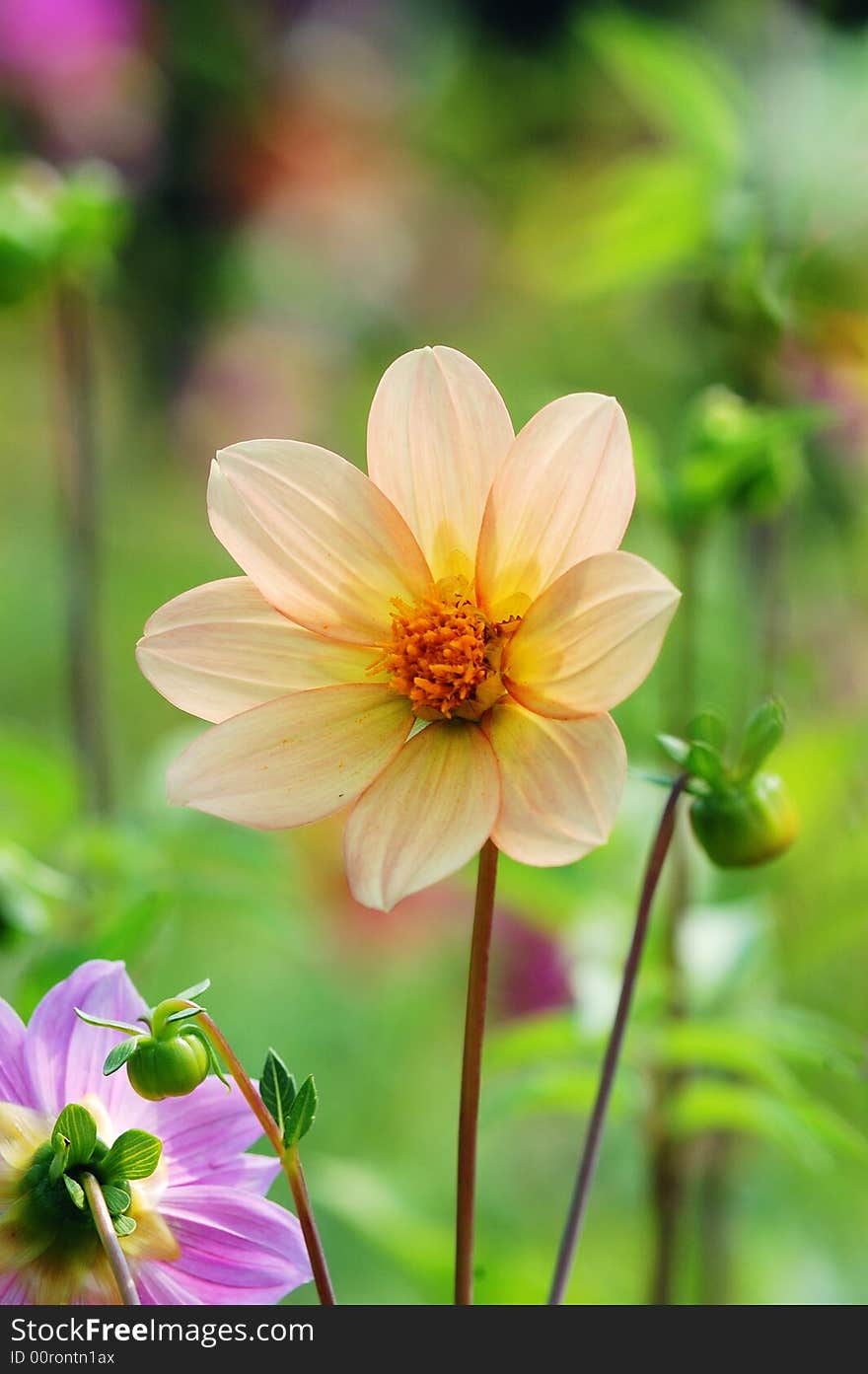 Dahlia flower