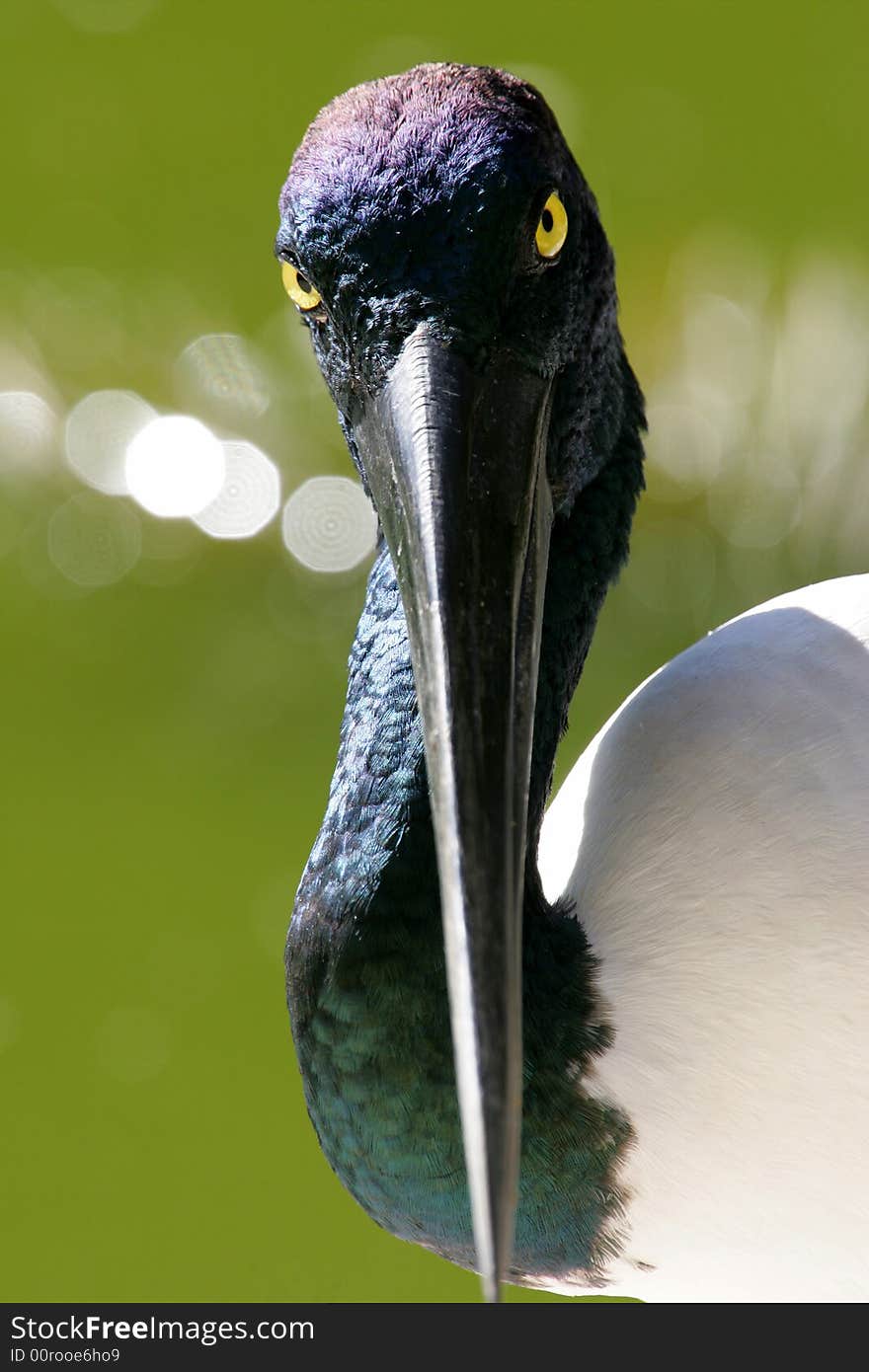 Black Necked Stork