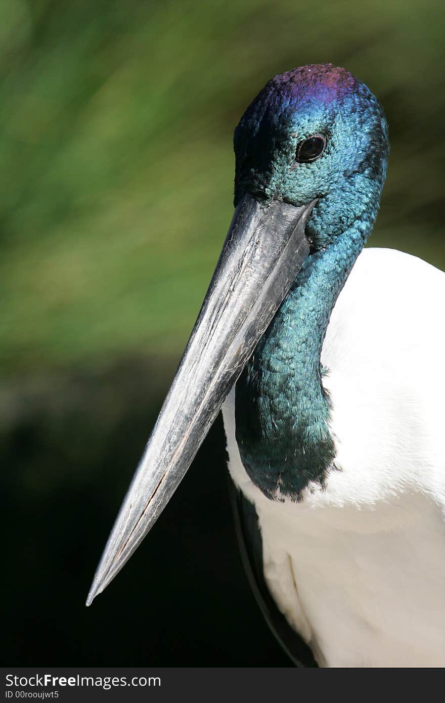 Black Necked Stork