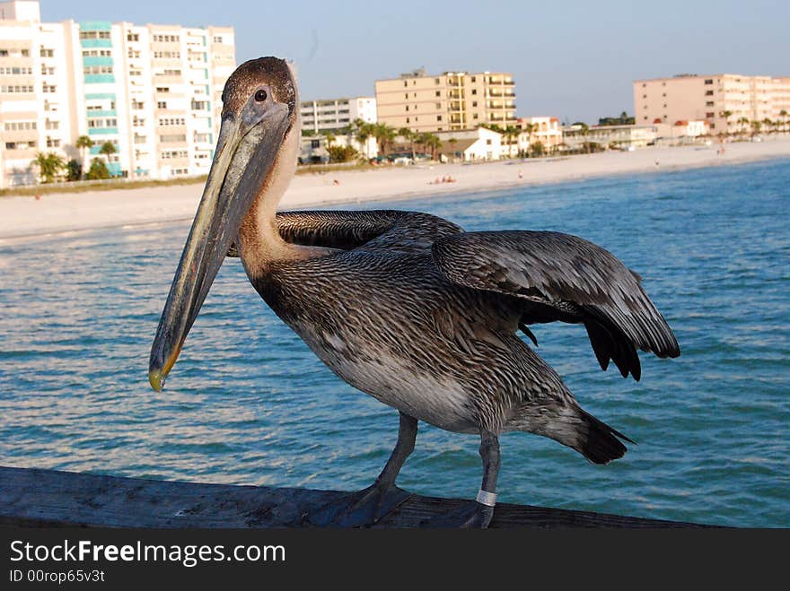 Photo was taken out on the Reddington Beach Pier. Photo was taken out on the Reddington Beach Pier.