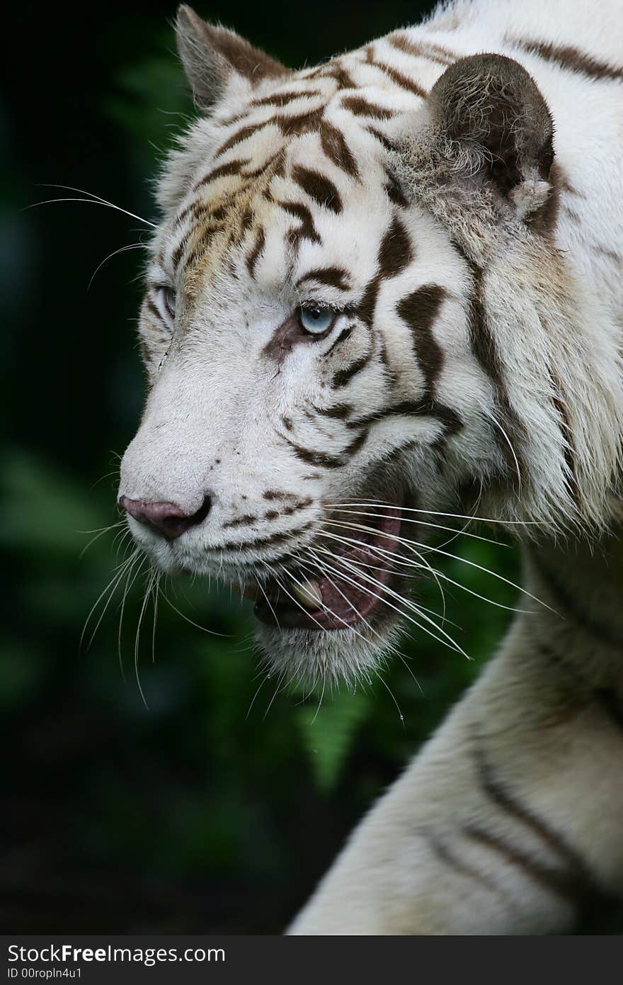 White Tiger