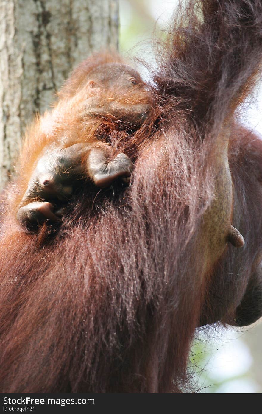 Orangutans