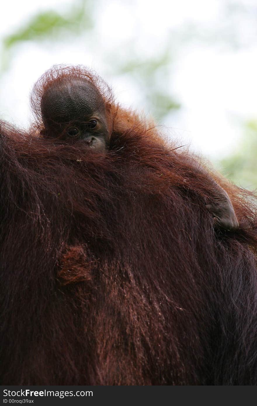 Orangutans