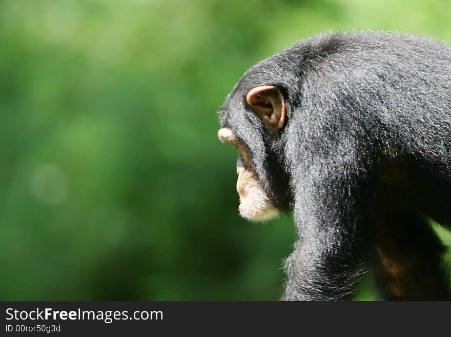 A shot of an African Chimpanzee in the wild