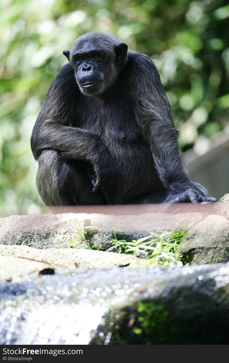 Chimpanzee