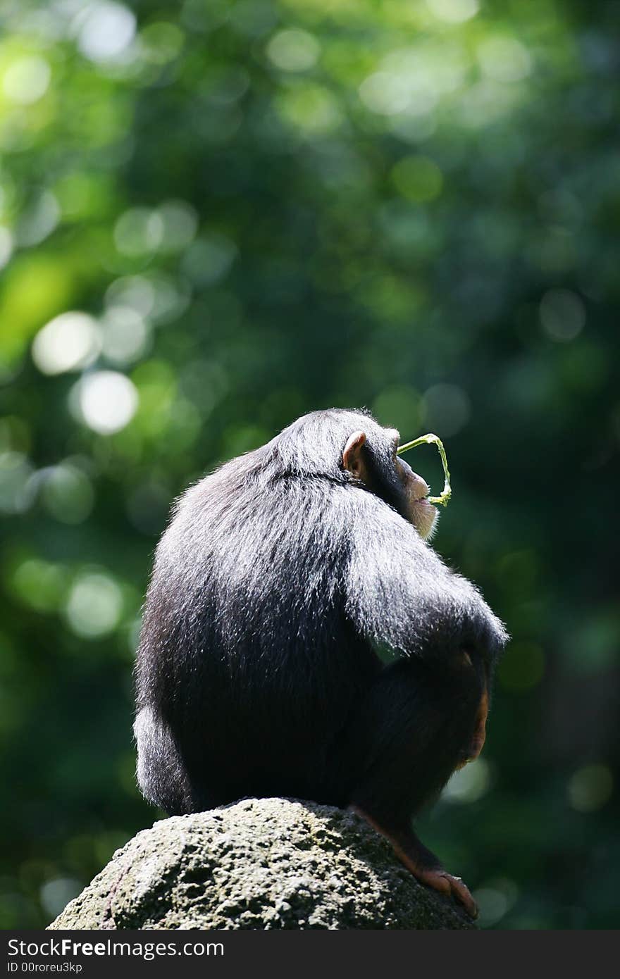 A shot of an African Chimpanzee in the wild